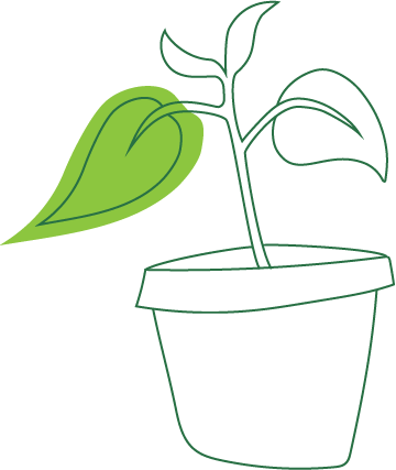 Plant Plant